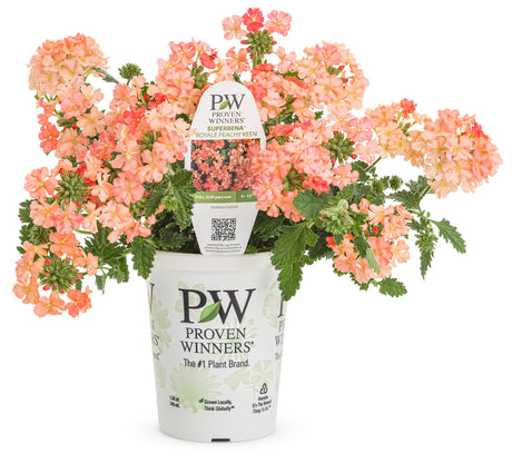 Verbena hybrid 'Superbena® Peachy Keen' in grower pot