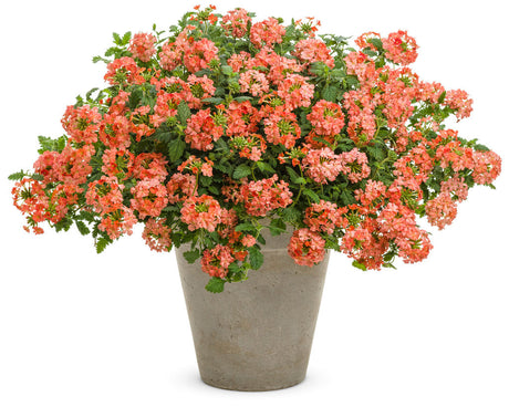 Verbena hybrid 'Superbena® Peachy Keen' in decorative pot