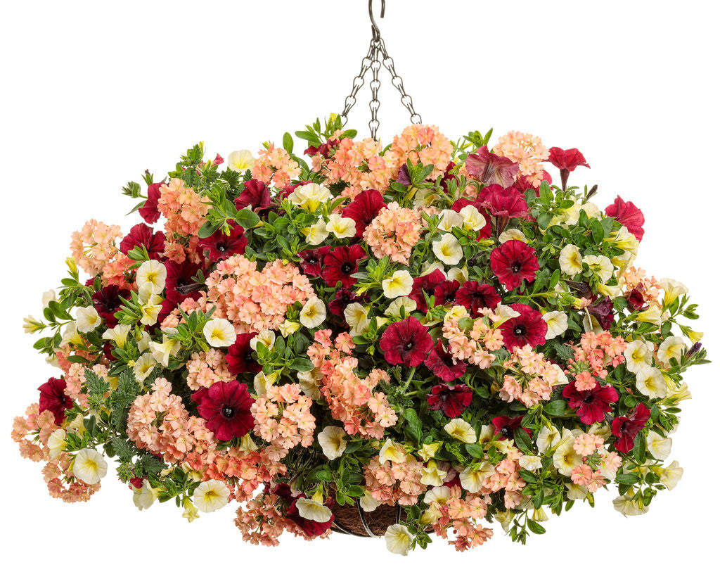 Verbena hybrid 'Superbena® Peachy Keen' – Romence Gardens