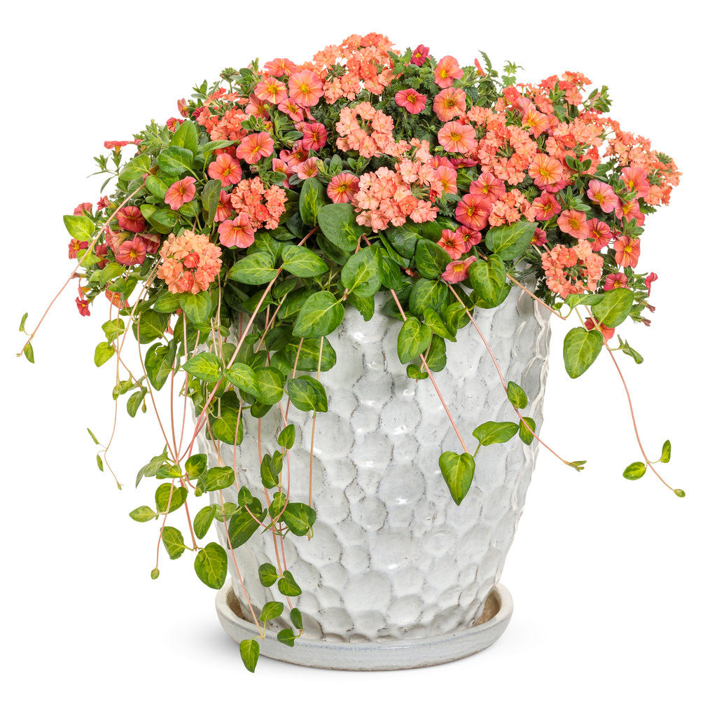 Verbena hybrid 'Superbena® Peachy Keen' – Romence Gardens