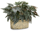 Begonia hybrid 'Proven Accents® Pegasus®' in decorative pot