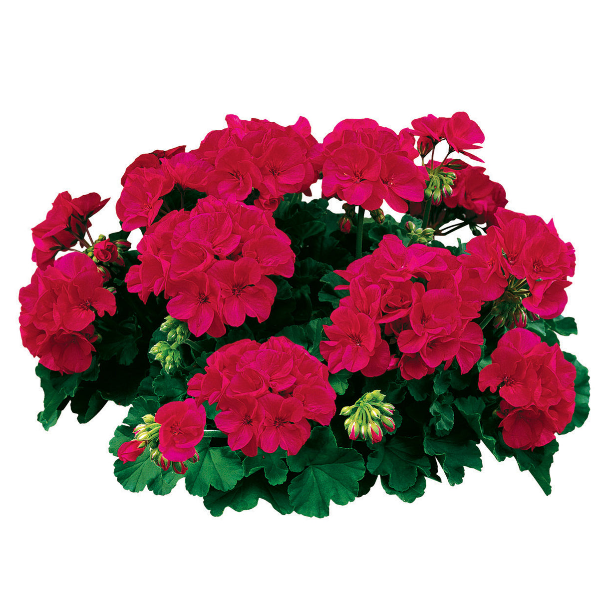 Pelargonium  'Americana® Cherry Rose'