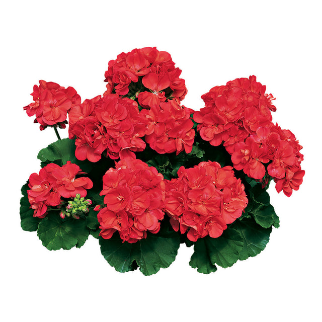 Pelargonium  'Americana® Coral'