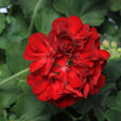 Close-up of a vibrant red flower with green leaves in the background