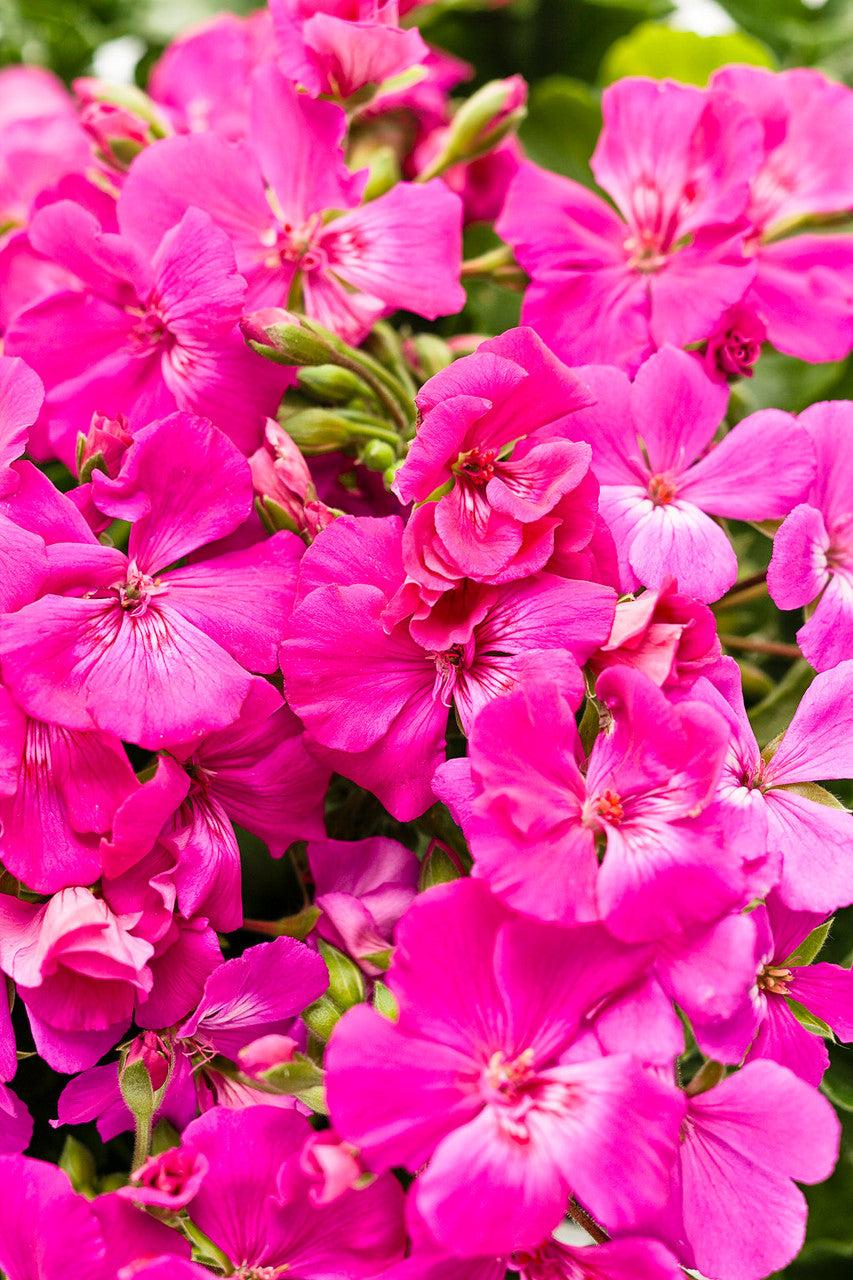 Pelargonium 'Boldly® Lavender Rose'