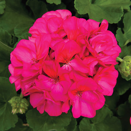 Pelargonium 'Rocky Mountain™ Violet'