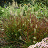 Pennisetum alopecuroides 'Burgundy Bunny'