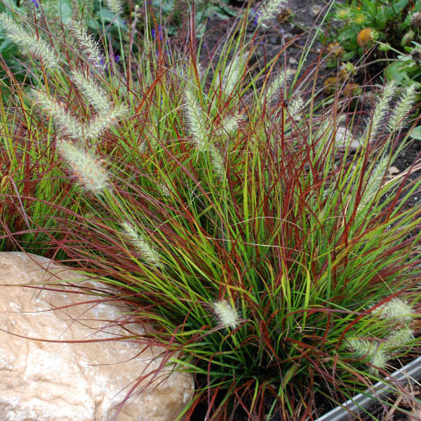 Pennisetum alopecuroides 'Burgundy Bunny'