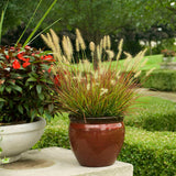 Pennisetum alopecuroides 'Burgundy Bunny'