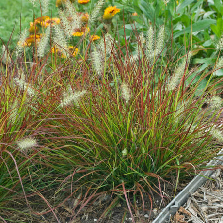 Pennisetum alopecuroides 'Burgundy Bunny'