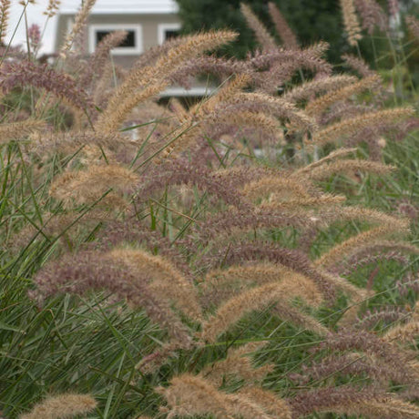 Pennisetum orientale 'Karley Rose'