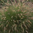 Pennisetum orientale 'Karley Rose'