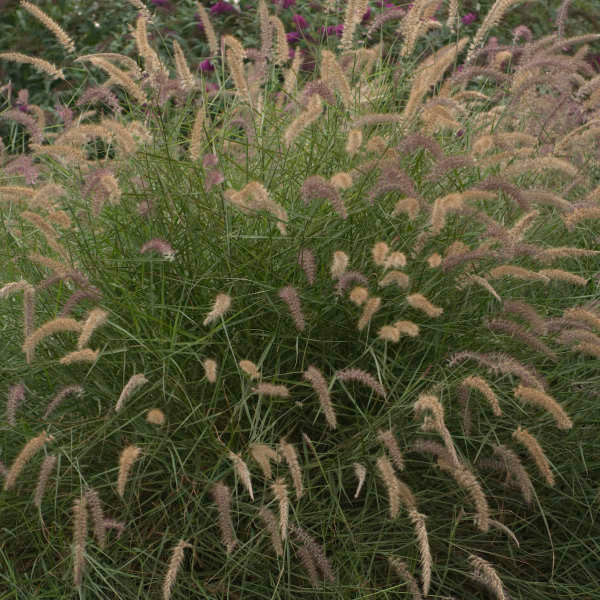 Pennisetum orientale 'Karley Rose'