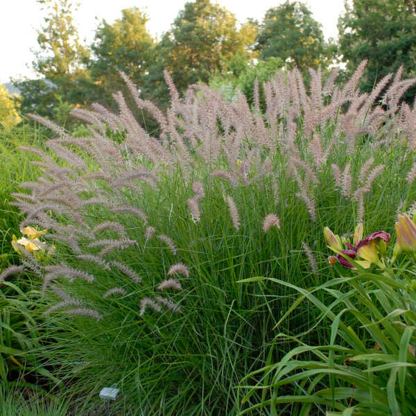 Pennisetum orientale 'Karley Rose'