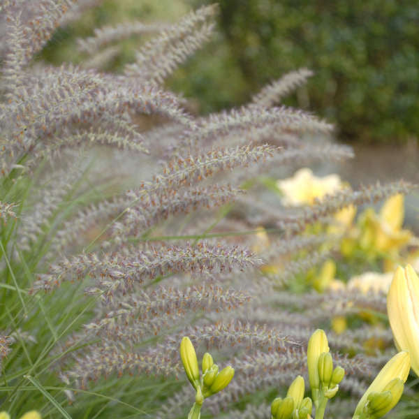 Pennisetum orientale 'Karley Rose'