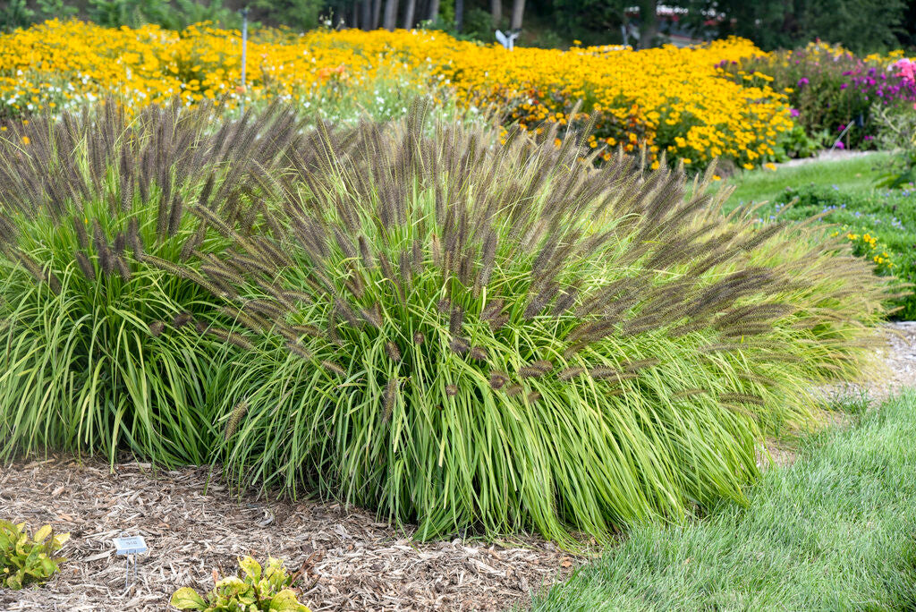 Pennisetum alopecuroides PRAIRIE WINDS® 'Lemon Squeeze'