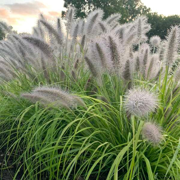 Pennisetum alopecuroides PRAIRIE WINDS® 'Lemon Squeeze'