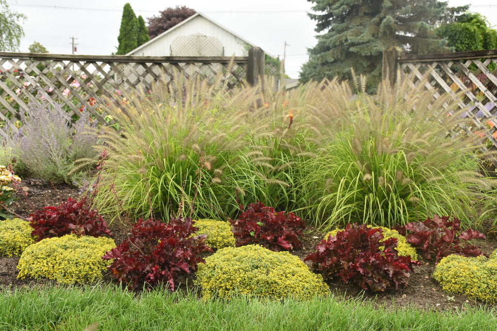 Pennisetum alopecuroides PRAIRIE WINDS® 'Lemon Squeeze'