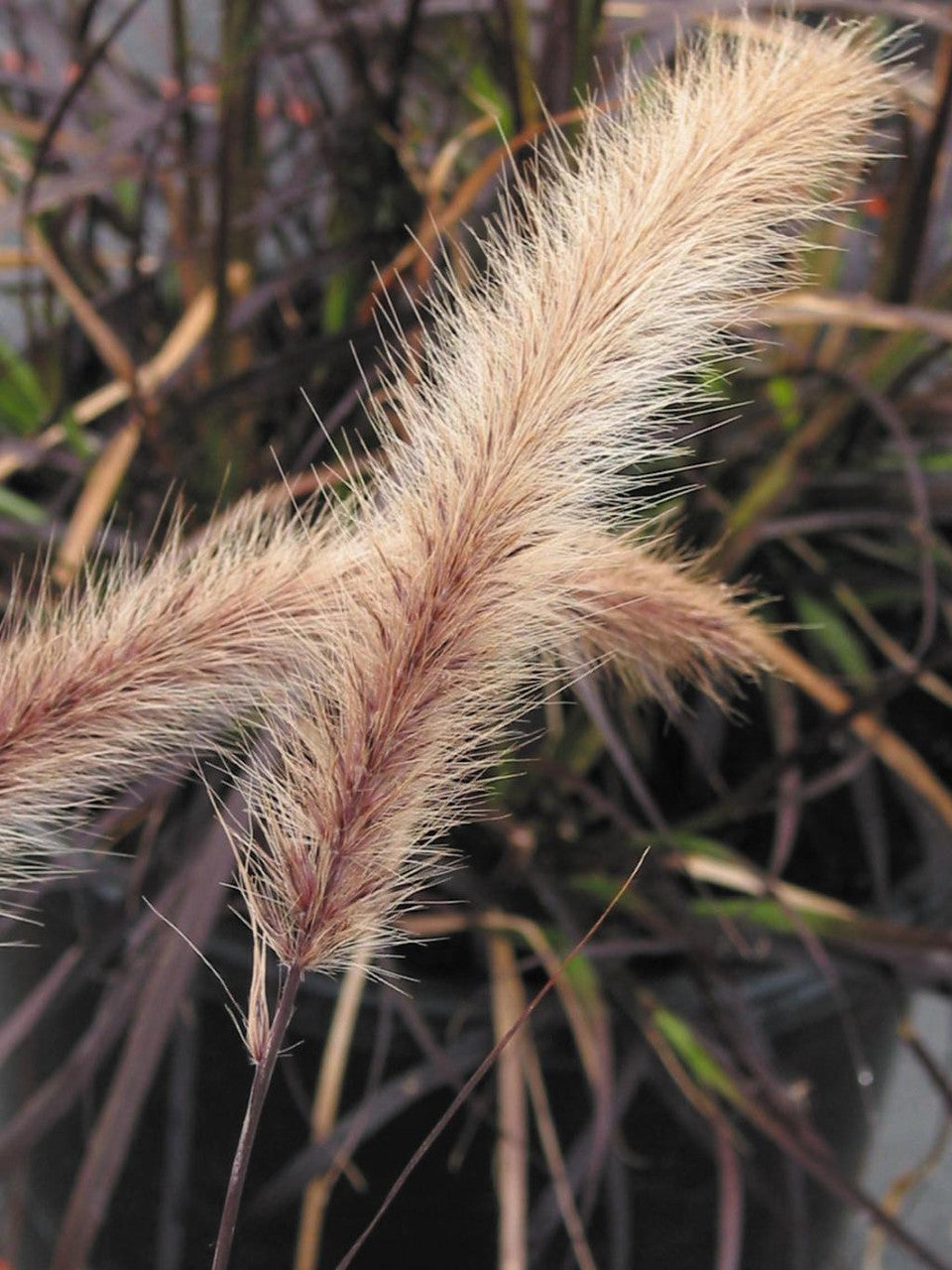 Pennisetum setaceum Graceful Grasses Purple Fountain Grass Romence Gardens Greenhouses