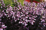 Penstemon digitalis Dakota 'Burgundy'