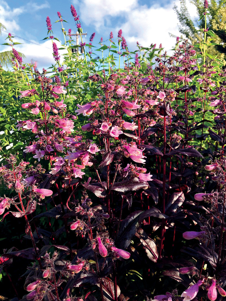 Penstemon digitalis Dakota 'Burgundy'