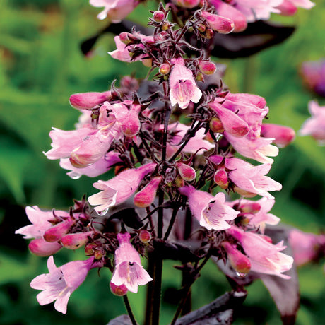 Penstemon digitalis Dakota 'Burgundy'