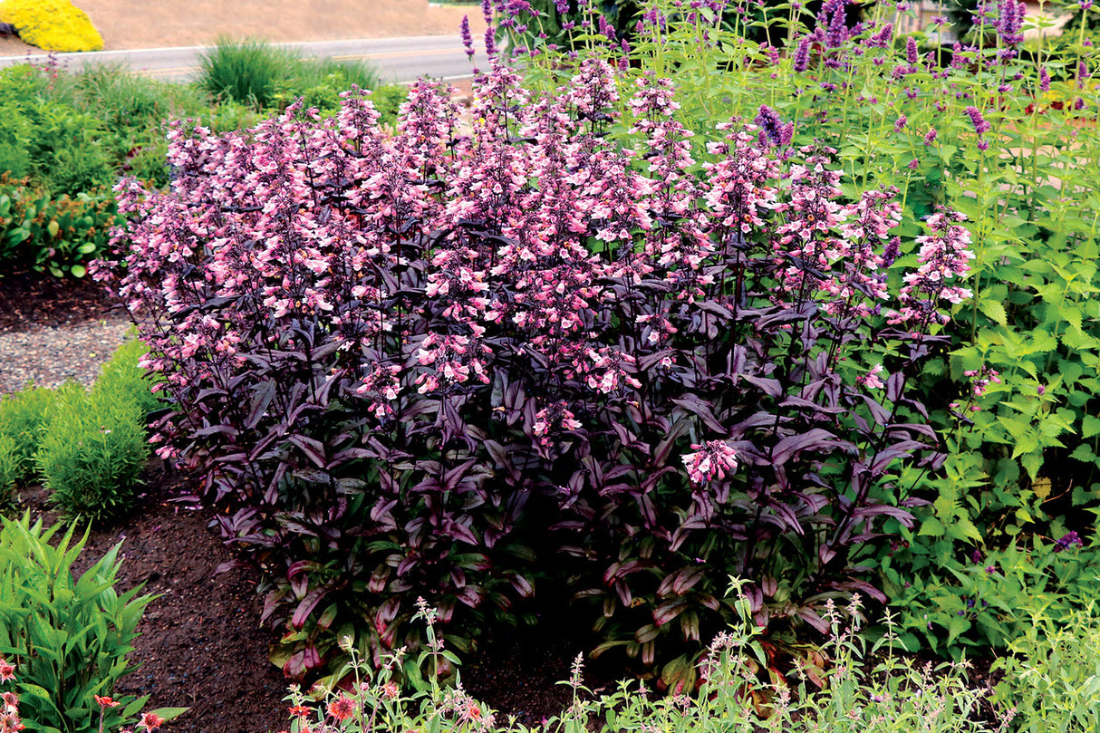 Penstemon digitalis Dakota 'Burgundy'