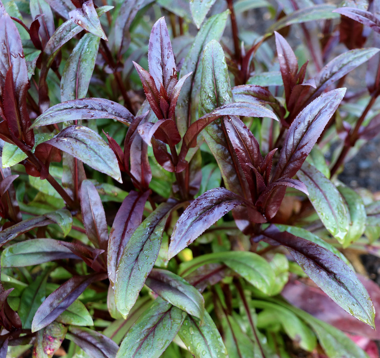 Penstemon digitalis Dakota 'Burgundy'