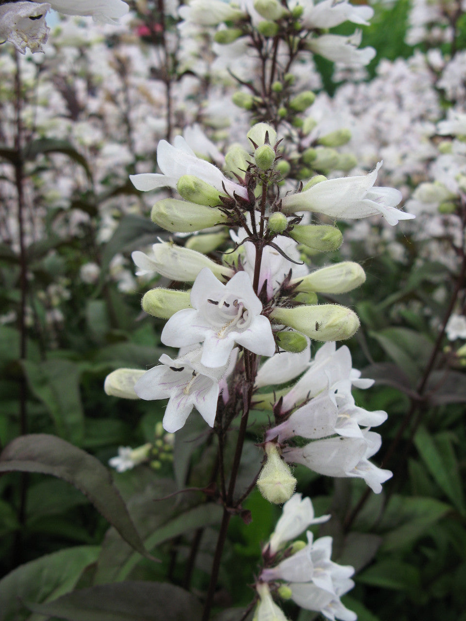 Romence Gardens Penstemon digitalis