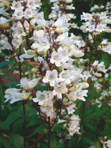 Penstemon digitalis 'Husker Red'