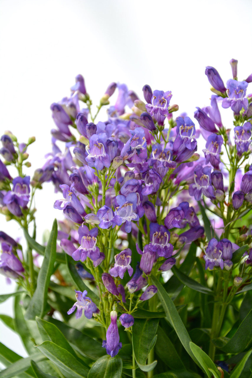 Penstemon barbatus 'Rock Candy® Blue'