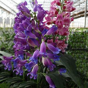 Penstemon Rondo Penstemon barbatus var. praecox f. nanus 'Rondo' – Romence Gardens ...