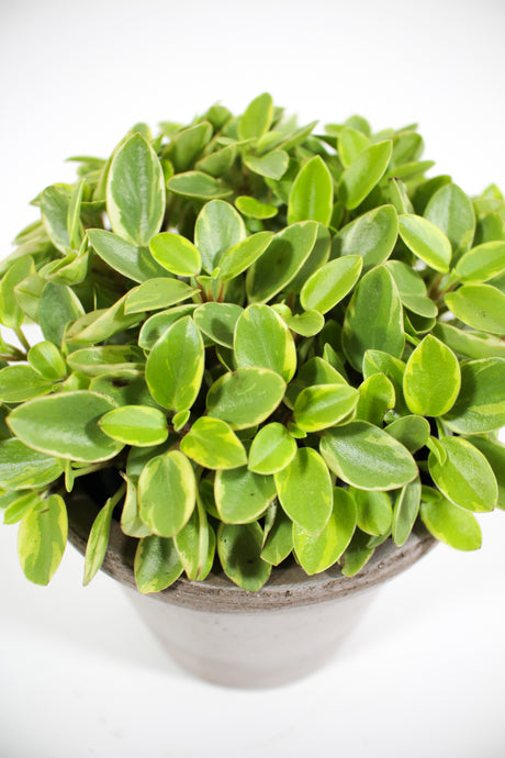 Peperomia 'Pixie Arenal'