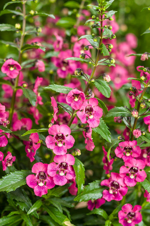 Angelonia angustifolia hybrid 'Angelface® Perfectly Pink