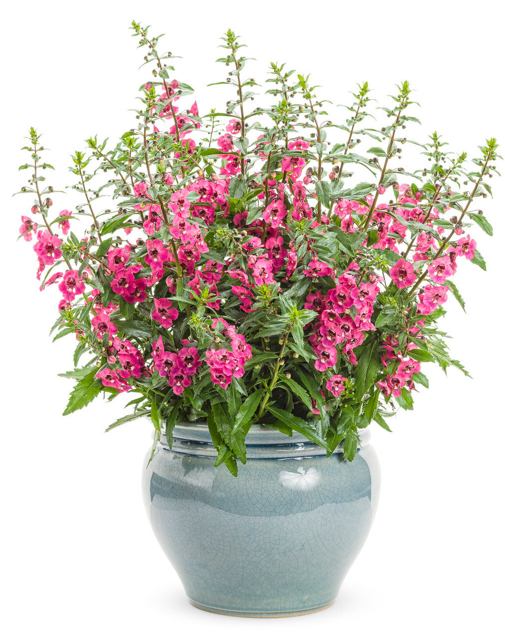 Angelonia angustifolia hybrid 'Angelface® Pefectly Pink' in decorative pot