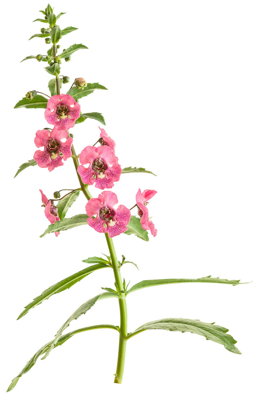 Angelonia angustifolia hybrid 'Angelface® Pefectly Pink' flower