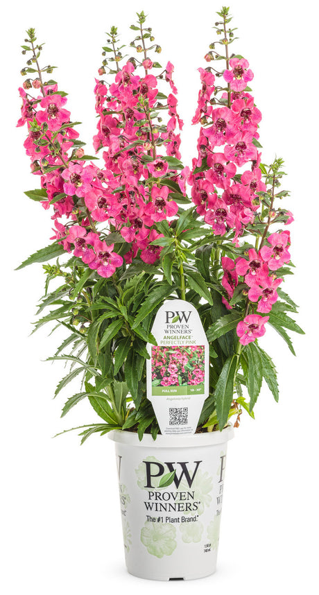 Angelonia angustifolia hybrid 'Angelface® Pefectly Pink' in grower pot
