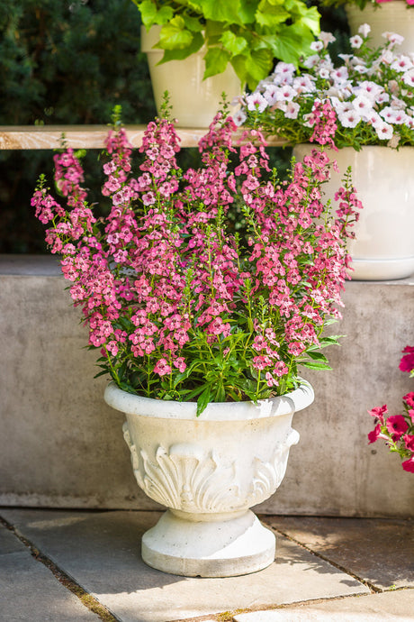 Angelonia angustifolia hybrid 'Angelface® Pefectly Pink' in decorative pot