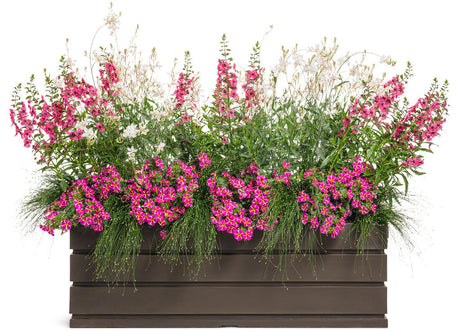 Angelonia angustifolia hybrid 'Angelface® Pefectly Pink' combination