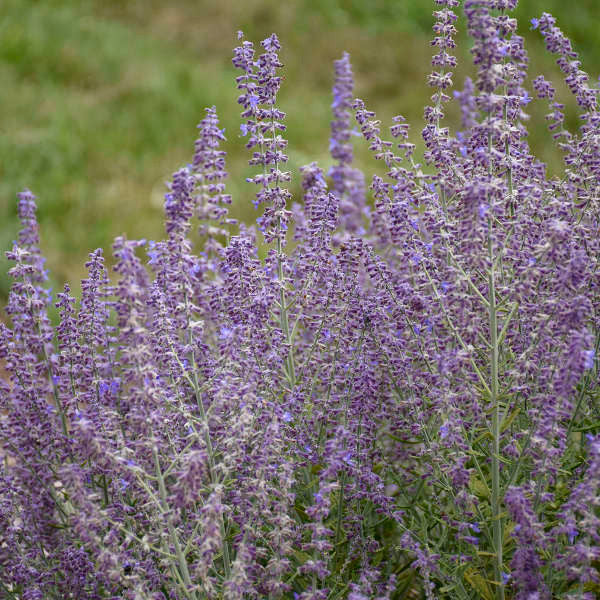 Perovskia atriplicifolia 'Sage Advice'