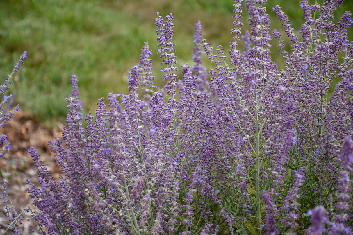 Perovskia atriplicifolia 'Sage Advice'