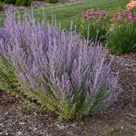 Perovskia atriplicifolia 'Sage Advice'