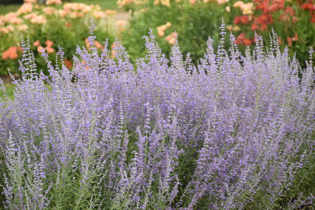 Proven Winners Sage Advice Russian Sage