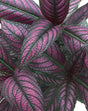 Strobilanthes dyerianus 'Proven Accents® Persian Shield'