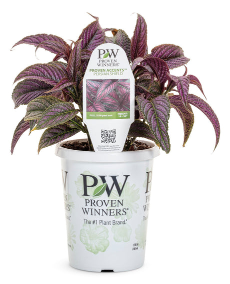 Strobilanthes dyerianus 'Proven Accents® Persian Shield' in grower pot