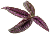 Strobilanthes dyerianus 'Proven Accents® Persian Shield' foliage