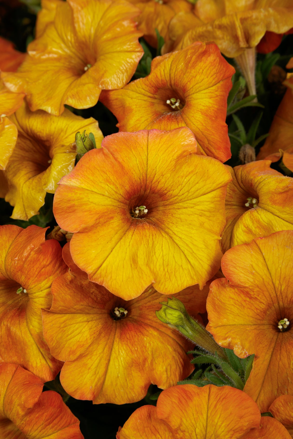 Petchoa 'Supercal® Premium Sunset Orange'