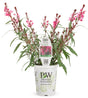 Gaura 'Karalee® Petite Pink' in grower pot