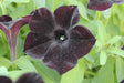 Close-up of a dark purple flower with green leaves in the background