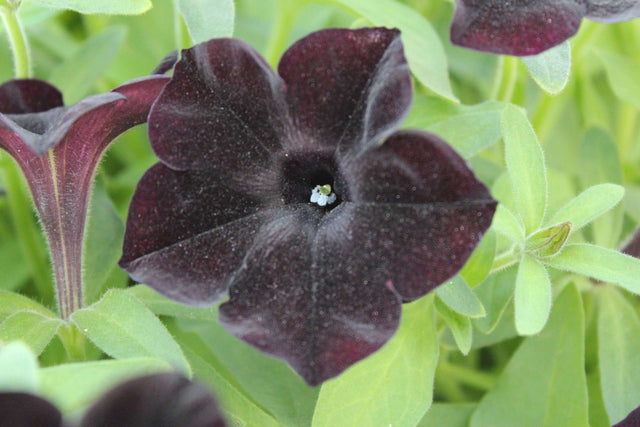 Close-up of a dark purple flower with green leaves in the background